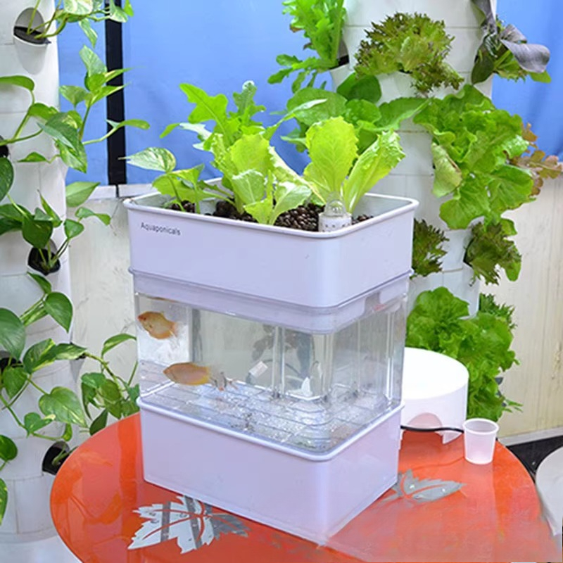Aquarium Fish Exporter - 수조 수족관 작은 생태 수출