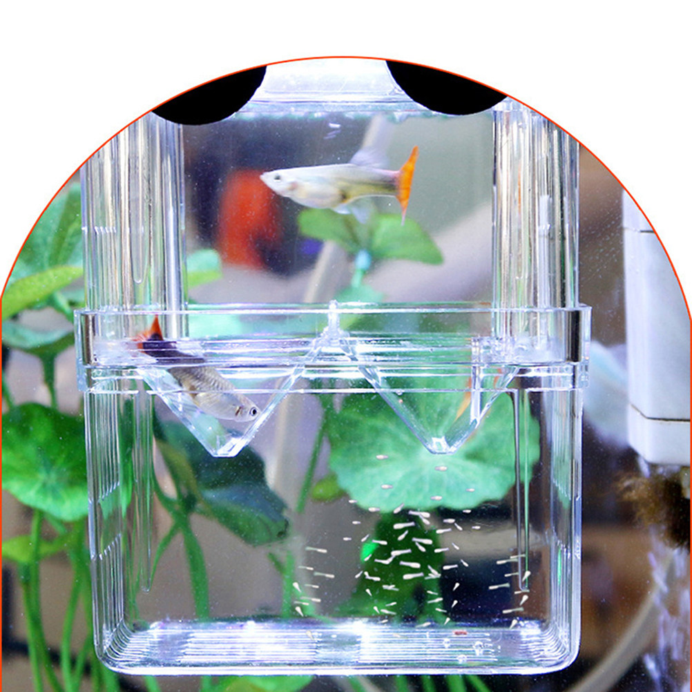 Aquarium Fish Rate - 투명한 물고기 번식 상자, 생아식물고기 난생