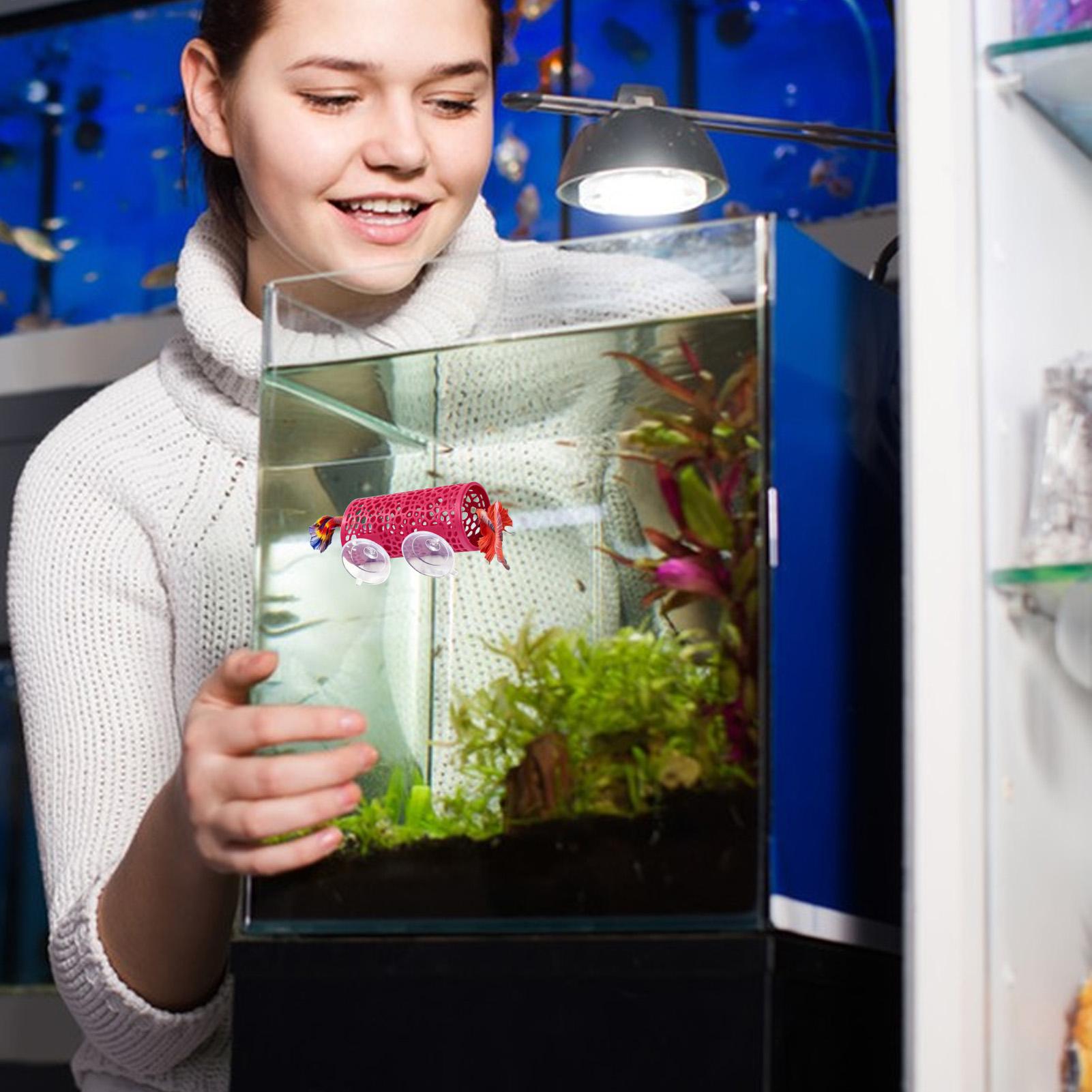 베타 생태 환경 휴식처 장식품 물고기 터널 장난감, 수 - Aquarium Fish Betta 리뷰 및 가격
