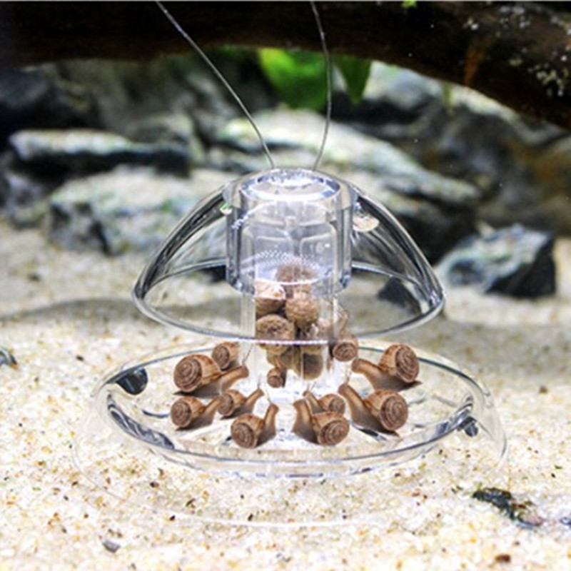 물고기 탱크 수족관 클리너, 달팽이 트랩 캐처, 식물  - Aquarium Fish Eggs 리뷰 및 가격