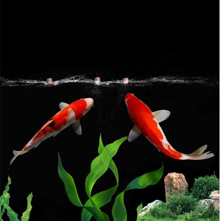 고품질 어류 사료, 수족관 물고기, 나비 잉어, 전투  - Aquarium Fish Exporter 리뷰 및 가격