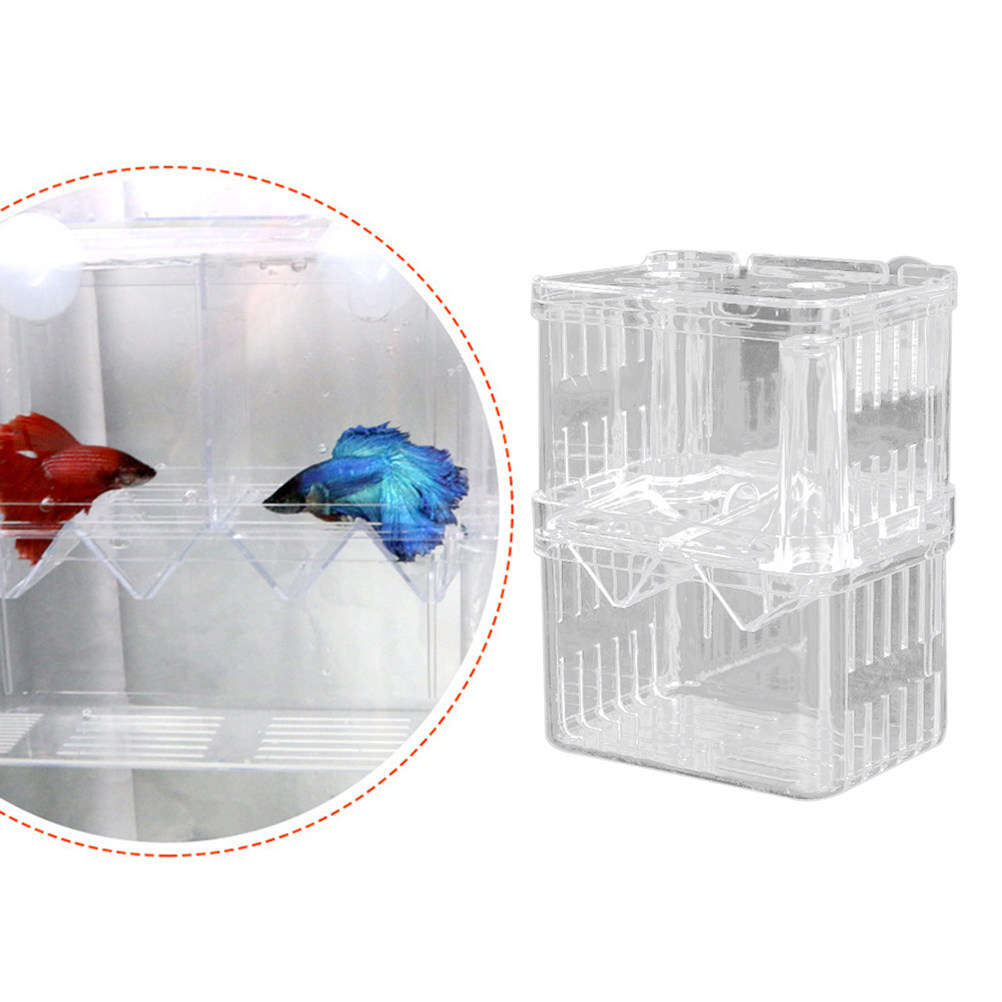 투명한 물고기 번식 상자, 생아식물고기 난생 격리 탱크 - Aquarium Fish Rate 리뷰 및 가격