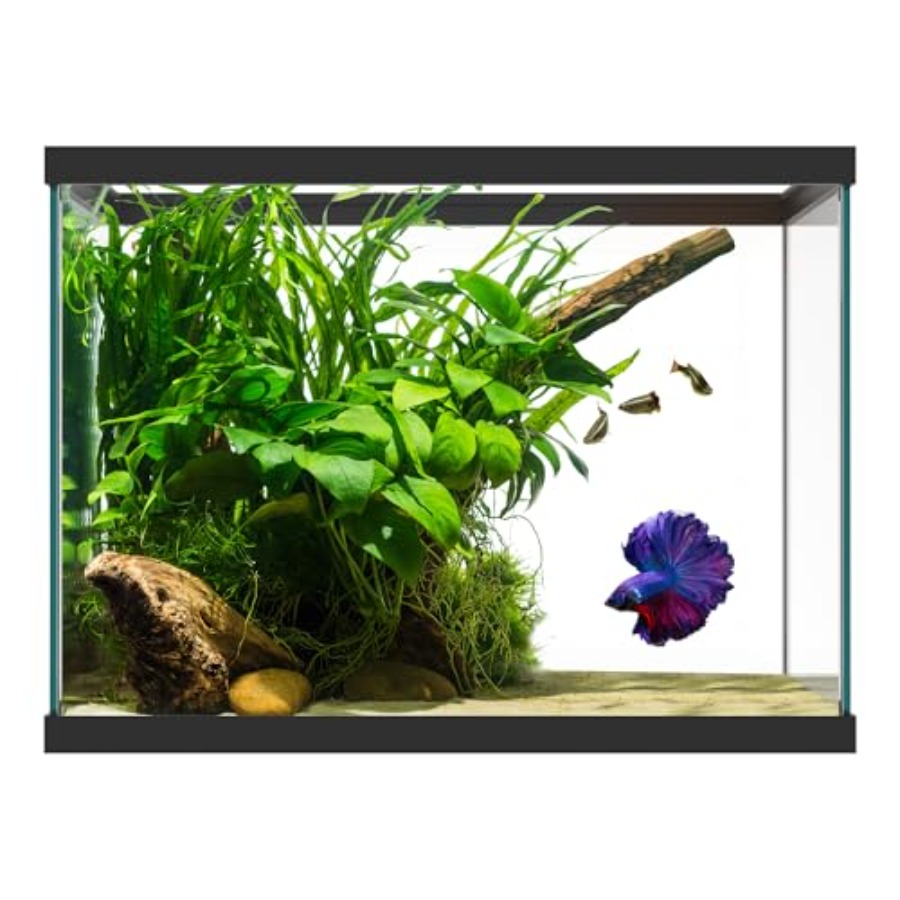 20갤런 유리 수족관 - 24 x 12.5 x 17.2 - Aquarium Fish Betta 리뷰 및 가격