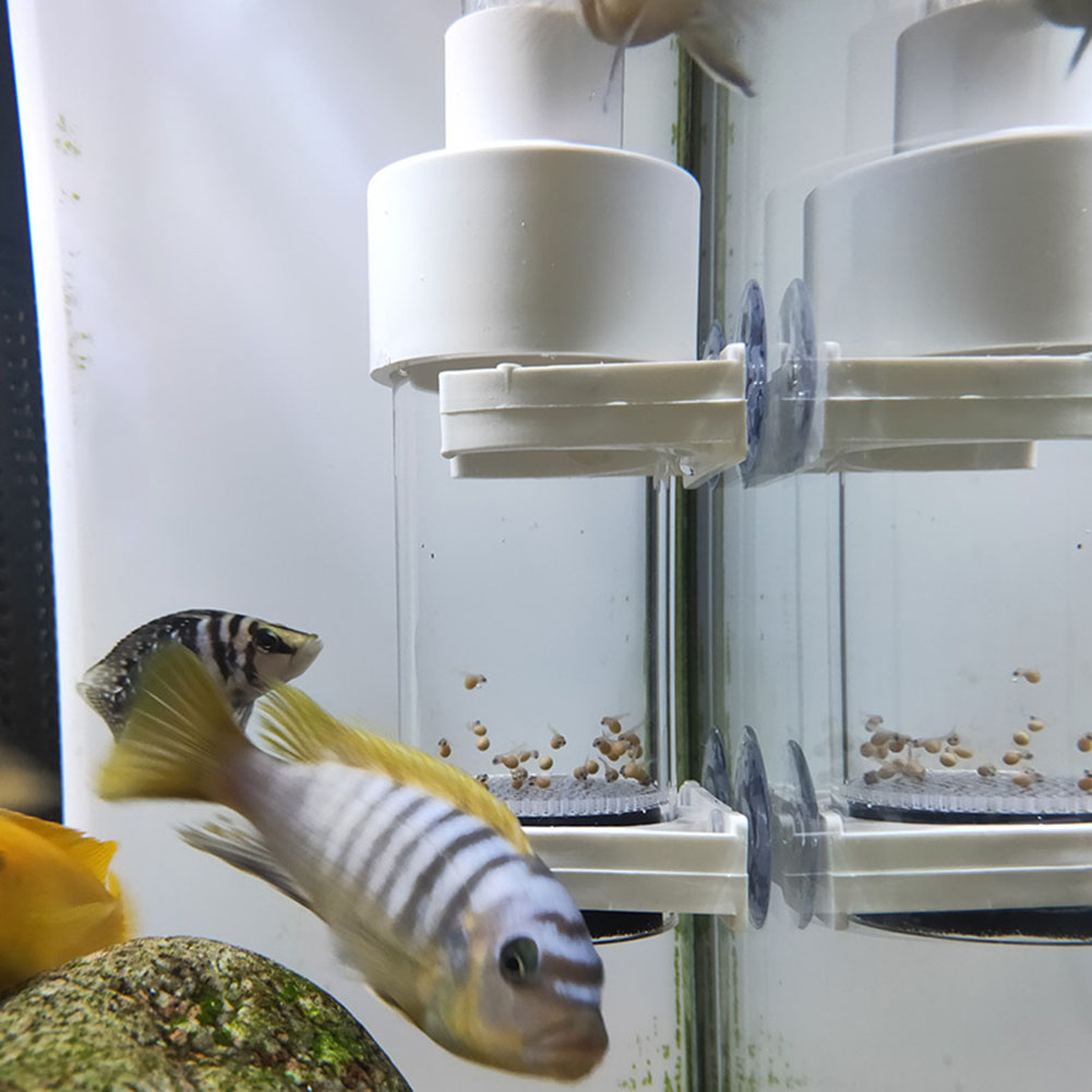 40mm 수족관 시클리드 부화장용 알 대신 입내 부화  - Aquarium Fish Eggs 리뷰 및 가격