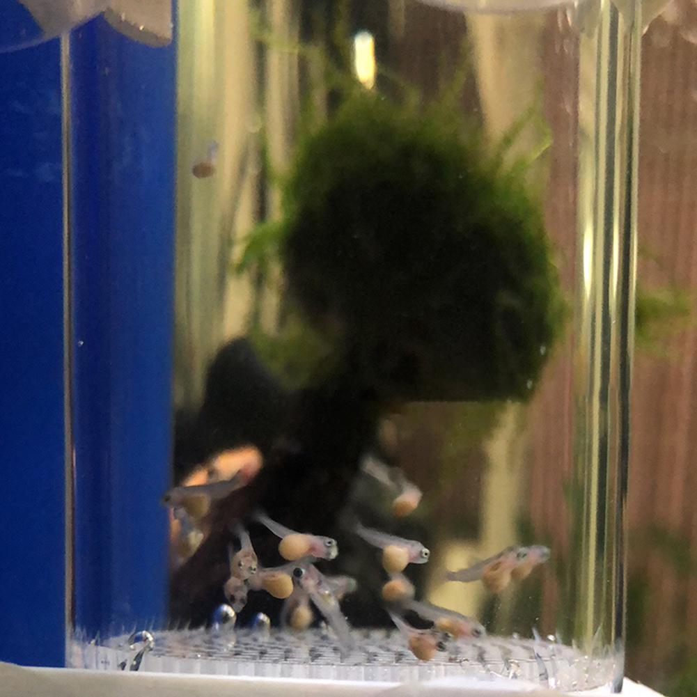 40mm 수족관 시클리드 부화장용 알 대신 입내 부화  - Aquarium Fish Eggs 리뷰 및 가격