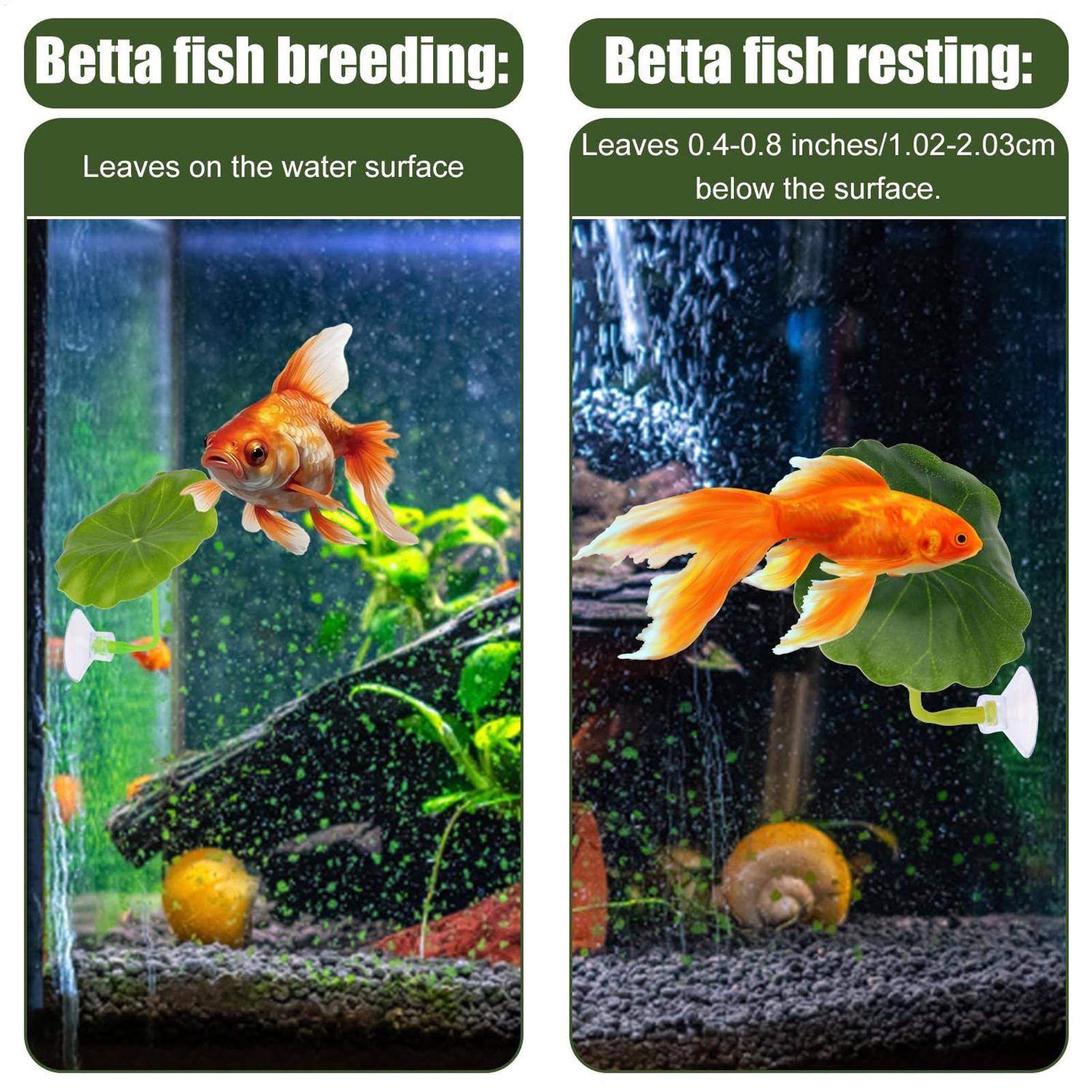 베타 물고기 해먹 5개 조절 가능한 베타 잎 해먹 물고 - Aquarium Fish Betta 리뷰 및 가격